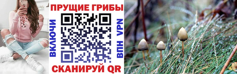 купить наркоту  Изобильный  Псилоцибиновые грибы ЛСД 